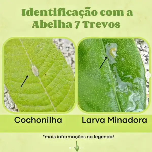 identificação de larva abelha7trevos